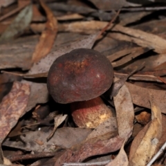 Unidentified Bolete - Fleshy texture, stem central (more-or-less) at Acton, ACT - 15 May 2024 by TimL