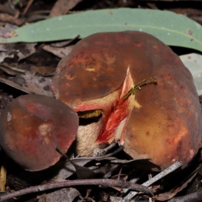 Unidentified Bolete - Fleshy texture, stem central (more-or-less) at Acton, ACT - 15 May 2024 by TimL