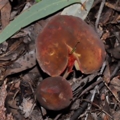 Boletus sp. at ANBG - 15 May 2024