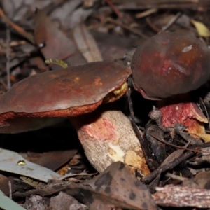 Boletus sp. at ANBG - 15 May 2024