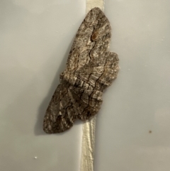 Ectropis excursaria (Common Bark Moth) at Aranda, ACT - 15 May 2024 by lbradley