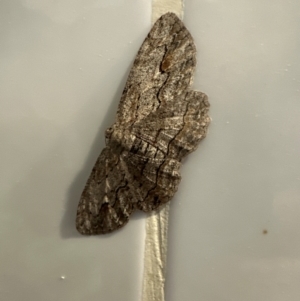 Ectropis excursaria (Common Bark Moth) at suppressed by lbradley