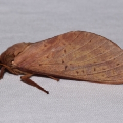 Oxycanus (genus) at QPRC LGA - 15 May 2024 by DianneClarke