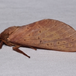 Oxycanus (genus) at QPRC LGA - 15 May 2024