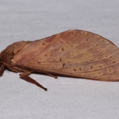 Oxycanus (genus) (Unidentified Oxycanus moths) at suppressed - 15 May 2024 by DianneClarke