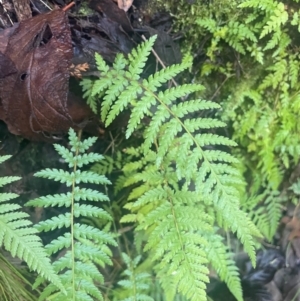 Dicksonia antarctica at Tidbinbilla Nature Reserve - 15 May 2024