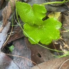Hydrocotyle hirta (Hairy Pennywort) at Tidbinbilla Nature Reserve - 15 May 2024 by JaneR