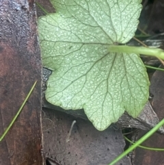 Hydrocotyle hirta at Tidbinbilla Nature Reserve - 15 May 2024 10:58 AM