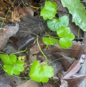 Hydrocotyle hirta at Tidbinbilla Nature Reserve - 15 May 2024