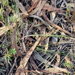 Calochilus sp. (A Beard Orchid) at Black Mountain - 15 May 2024 by BethanyDunne