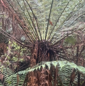 Dicksonia antarctica (Soft Treefern) at Tidbinbilla Nature Reserve by JaneR