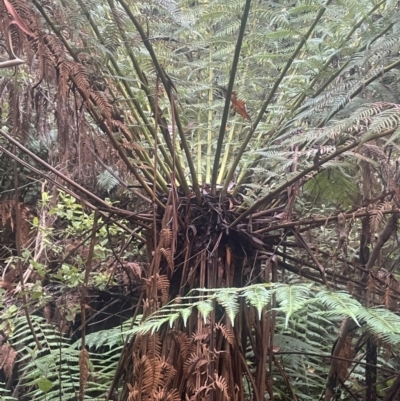 Dicksonia antarctica (Soft Treefern) at Tidbinbilla Nature Reserve - 15 May 2024 by JaneR