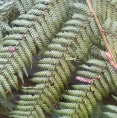 Dicksonia antarctica at Tidbinbilla Nature Reserve - suppressed