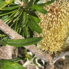Banksia marginata at suppressed - 15 May 2024 by JaneR