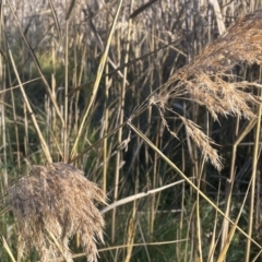 Phragmites australis (Common Reed) at Kambah, ACT - 15 May 2024 by JaneR
