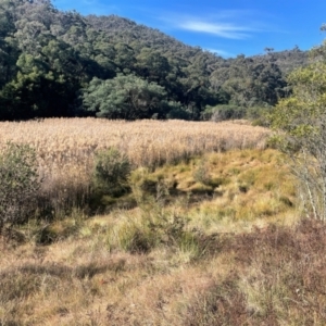 Phragmites australis at Tidbinbilla Nature Reserve - 15 May 2024