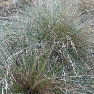 Poa labillardierei (Common Tussock Grass, River Tussock Grass) at Kambah, ACT - 15 May 2024 by JaneR