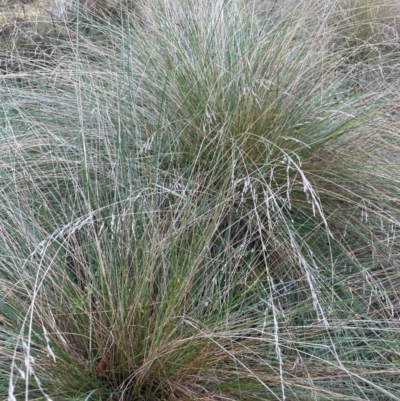 Poa labillardierei at Tidbinbilla Nature Reserve - 15 May 2024 by JaneR