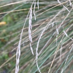 Poa labillardierei at Tidbinbilla Nature Reserve - 15 May 2024