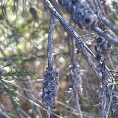 Melaleuca parvistaminea (Small-flowered Honey-myrtle) at Kambah, ACT - 15 May 2024 by JaneR