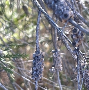 Melaleuca parvistaminea at Tidbinbilla Nature Reserve - 15 May 2024