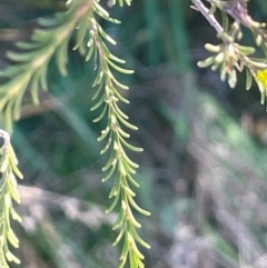 Melaleuca parvistaminea at Tidbinbilla Nature Reserve - 15 May 2024 02:22 PM