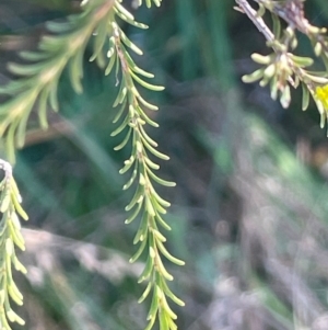 Melaleuca parvistaminea at Tidbinbilla Nature Reserve - 15 May 2024