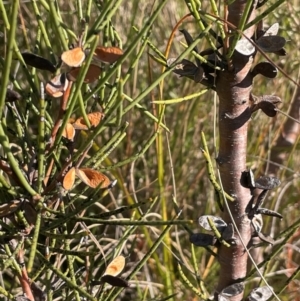 Hakea microcarpa (Small-fruit Hakea) at Tidbinbilla Nature Reserve by JaneR