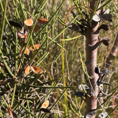 Hakea microcarpa (Small-fruit Hakea) at Kambah, ACT - 15 May 2024 by JaneR