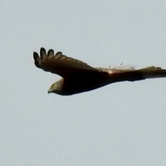 Tachyspiza fasciata (Brown Goshawk) at Wingecarribee Local Government Area - 15 May 2024 by GlossyGal