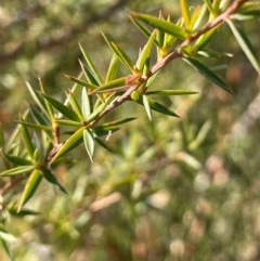 Leptospermum continentale (Prickly Teatree) at Kambah, ACT - 15 May 2024 by JaneR