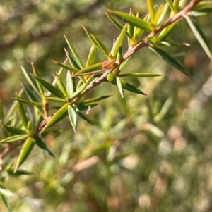 Leptospermum continentale at Tidbinbilla Nature Reserve - 15 May 2024