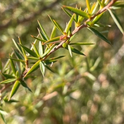 Leptospermum continentale at Kambah, ACT - 15 May 2024 by JaneR