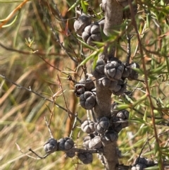 Leptospermum continentale at Tidbinbilla Nature Reserve - 15 May 2024