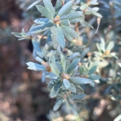 Leptospermum lanigerum (Woolly Teatree) at Kambah, ACT - 15 May 2024 by JaneR