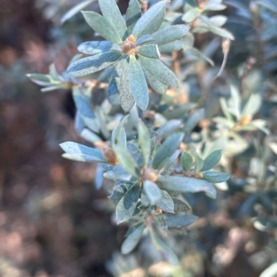 Leptospermum obovatum at Kambah, ACT - 15 May 2024 by JaneR