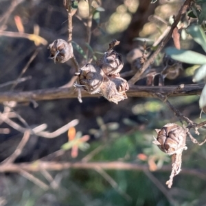 Leptospermum lanigerum at Tidbinbilla Nature Reserve - 15 May 2024