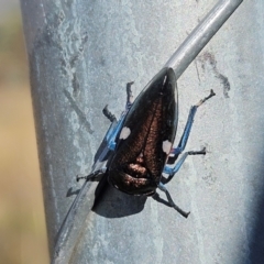 Eurymela distincta (Gumtree leafhopper) at Hawker, ACT - 15 May 2024 by sangio7