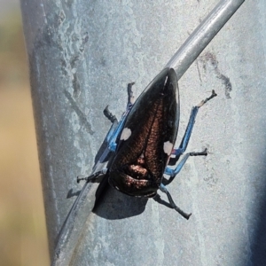 Eurymela distincta at The Pinnacle - 15 May 2024