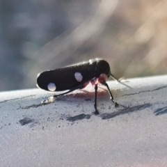 Eurymela distincta at The Pinnacle - 15 May 2024