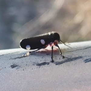 Eurymela distincta at The Pinnacle - 15 May 2024