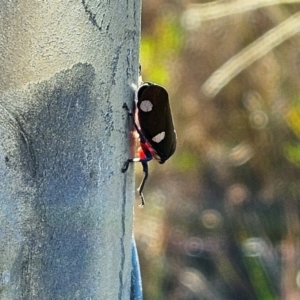 Eurymela distincta at The Pinnacle - 15 May 2024 10:11 AM