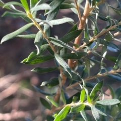 Leptospermum grandifolium at Kambah, ACT - 15 May 2024 by JaneR