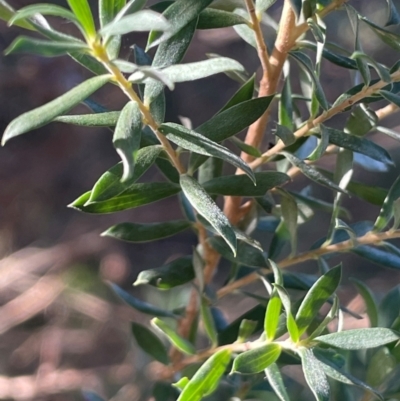 Leptospermum lanigerum (Woolly Teatree) at Kambah, ACT - 15 May 2024 by JaneR