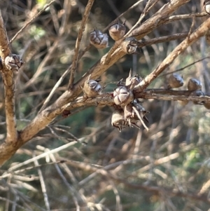 Leptospermum lanigerum at Tidbinbilla Nature Reserve - 15 May 2024