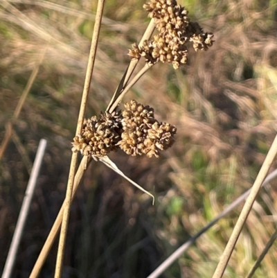 Juncus australis (Australian Rush) at Kambah, ACT - 15 May 2024 by JaneR