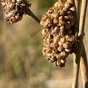 Juncus australis at Tidbinbilla Nature Reserve - 15 May 2024