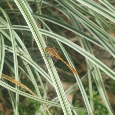 Diplacodes bipunctata (Wandering Percher) at Burnside, QLD - 16 May 2024 by clarehoneydove