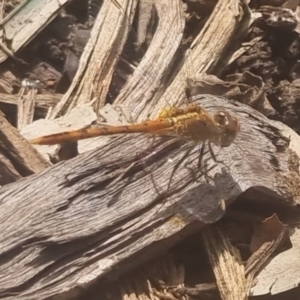 Diplacodes bipunctata at Burnside, QLD - suppressed