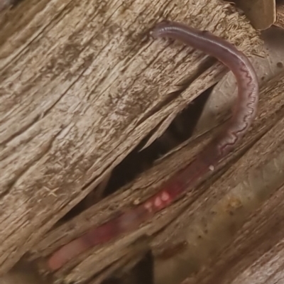 Oligochaeta (class) (Unidentified earthworm) at Burnside, QLD - 16 May 2024 by clarehoneydove
